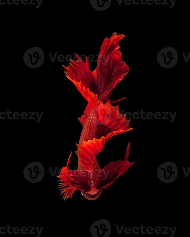 Red siamese fighting fish photo