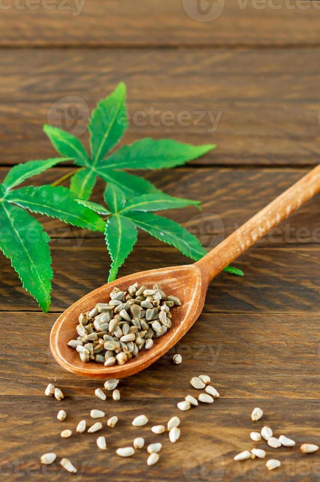 cannabis CBD or hemp products - seeds of hemp and green leaves on wooden table photo