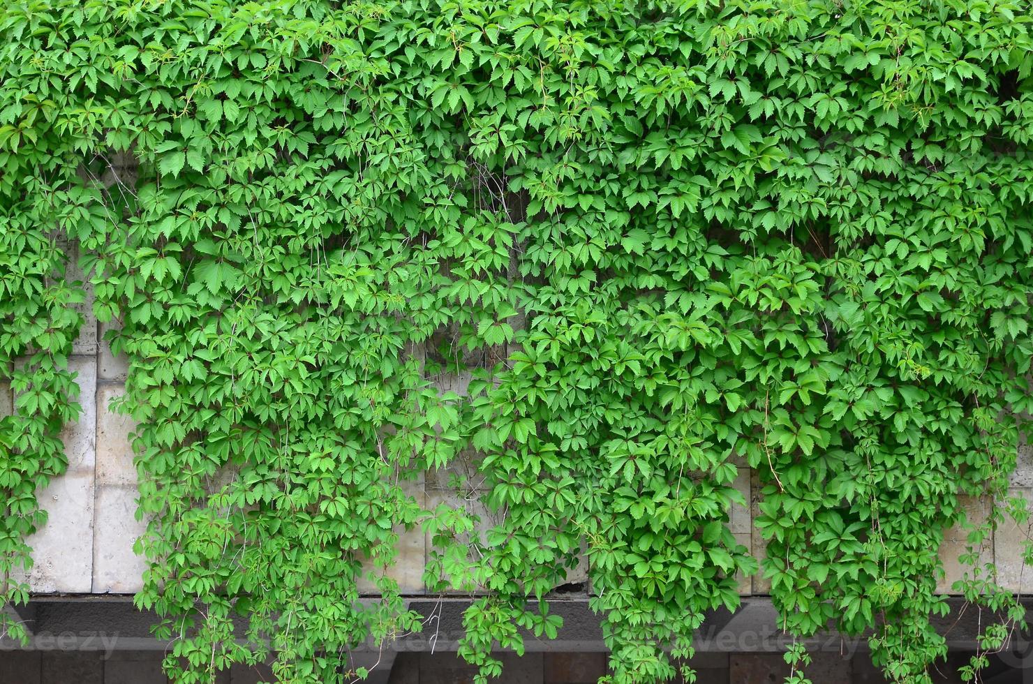 Green ivy grows along the beige wall of painted tiles. Texture of dense thickets of wild ivy photo