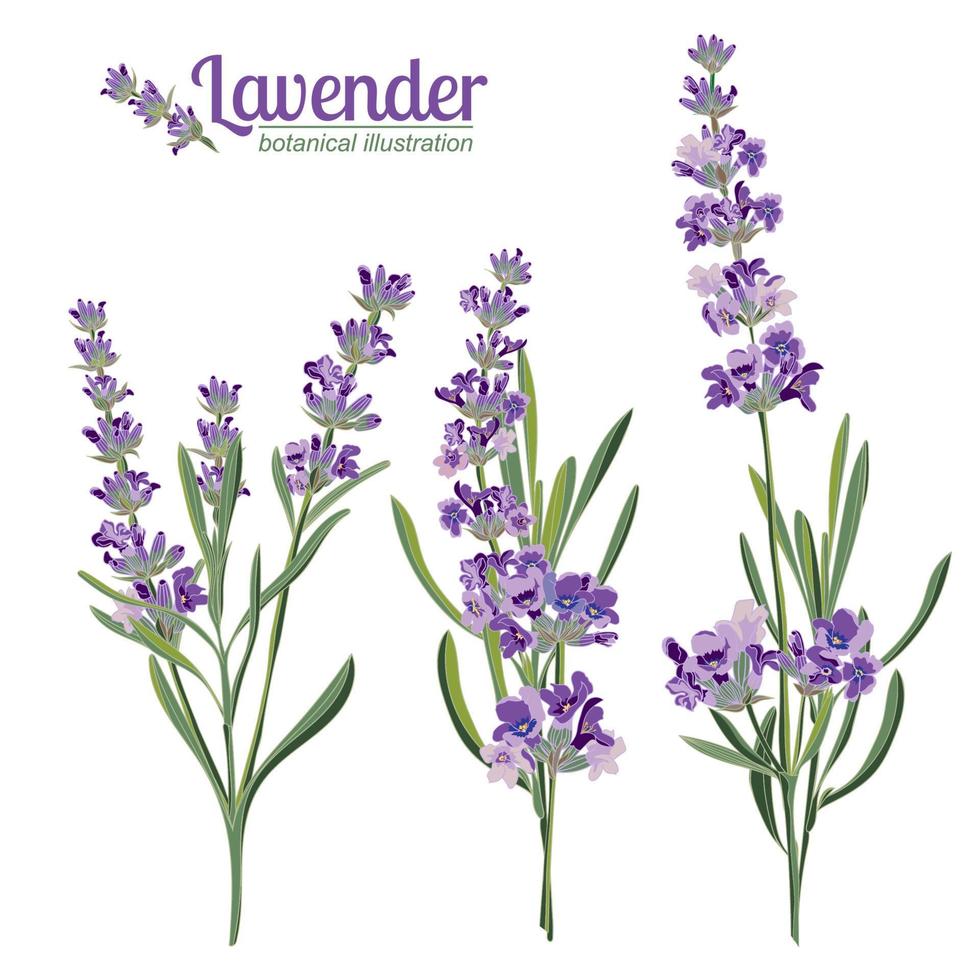 Lavender flowers elements. Botanical illustration. vector