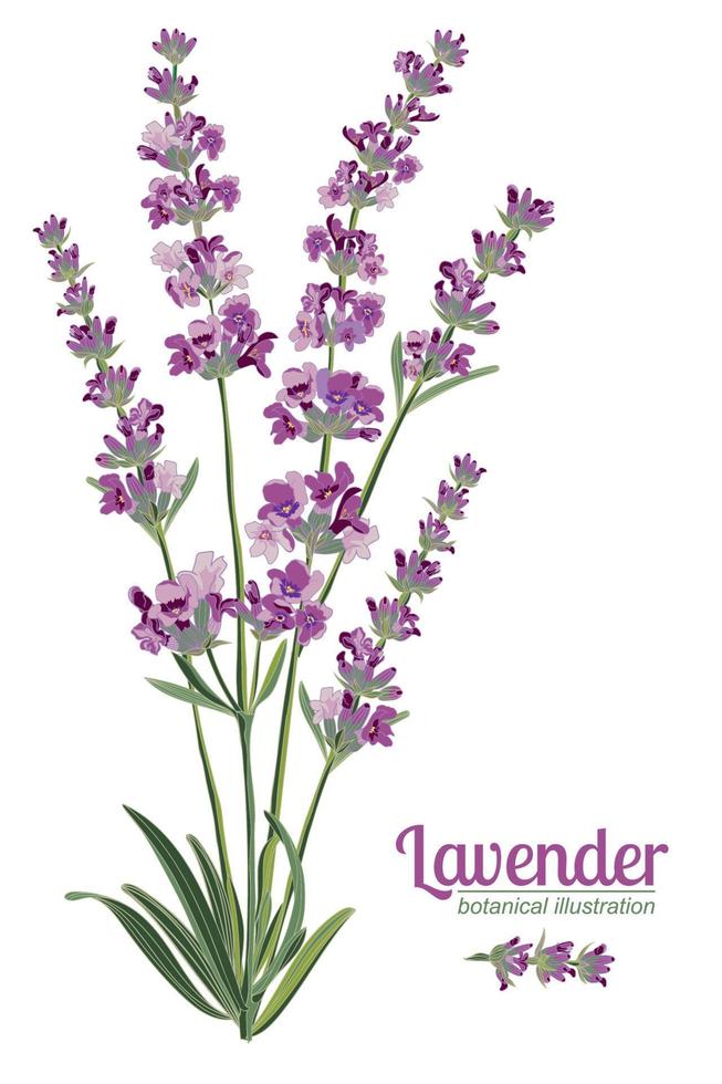 Lavender flower on white background. Colorful vintage vector illustration