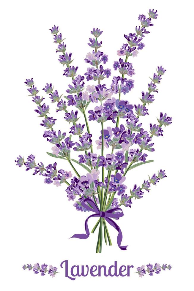 Beautiful bouquet of lavender flowers. Botanical illustration. vector