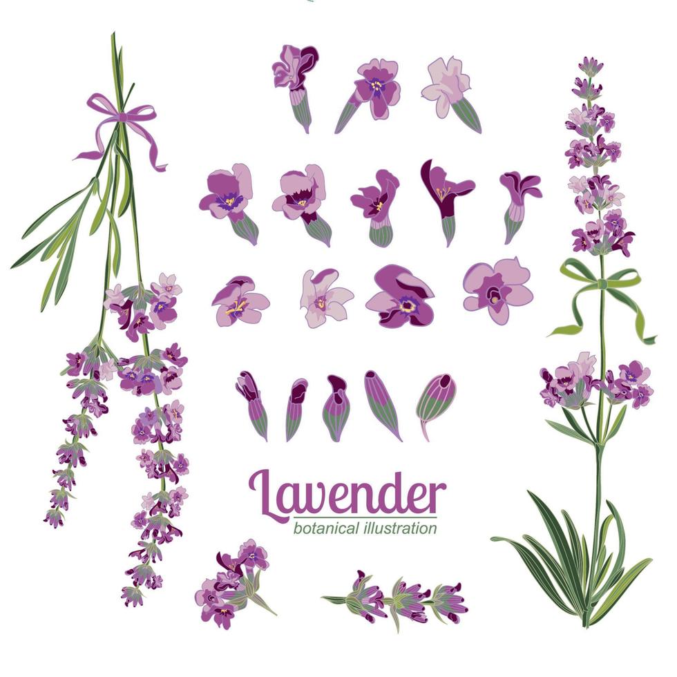 flor de lavanda sobre fondo blanco. Ilustración de vector vintage colorido