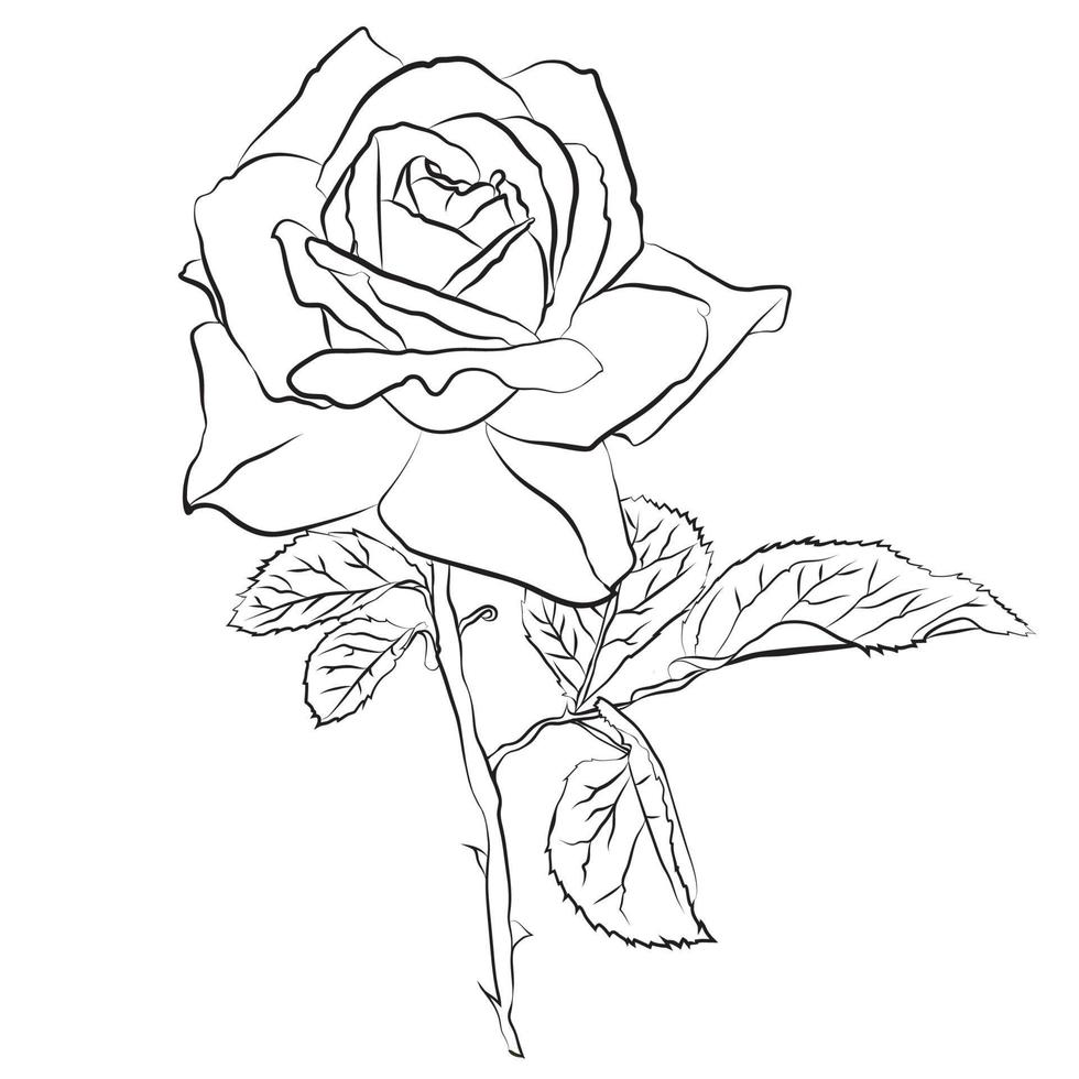 hermoso boceto dibujado a mano rosa, contorno negro aislado sobre fondo blanco. silueta botánica de la flor vector