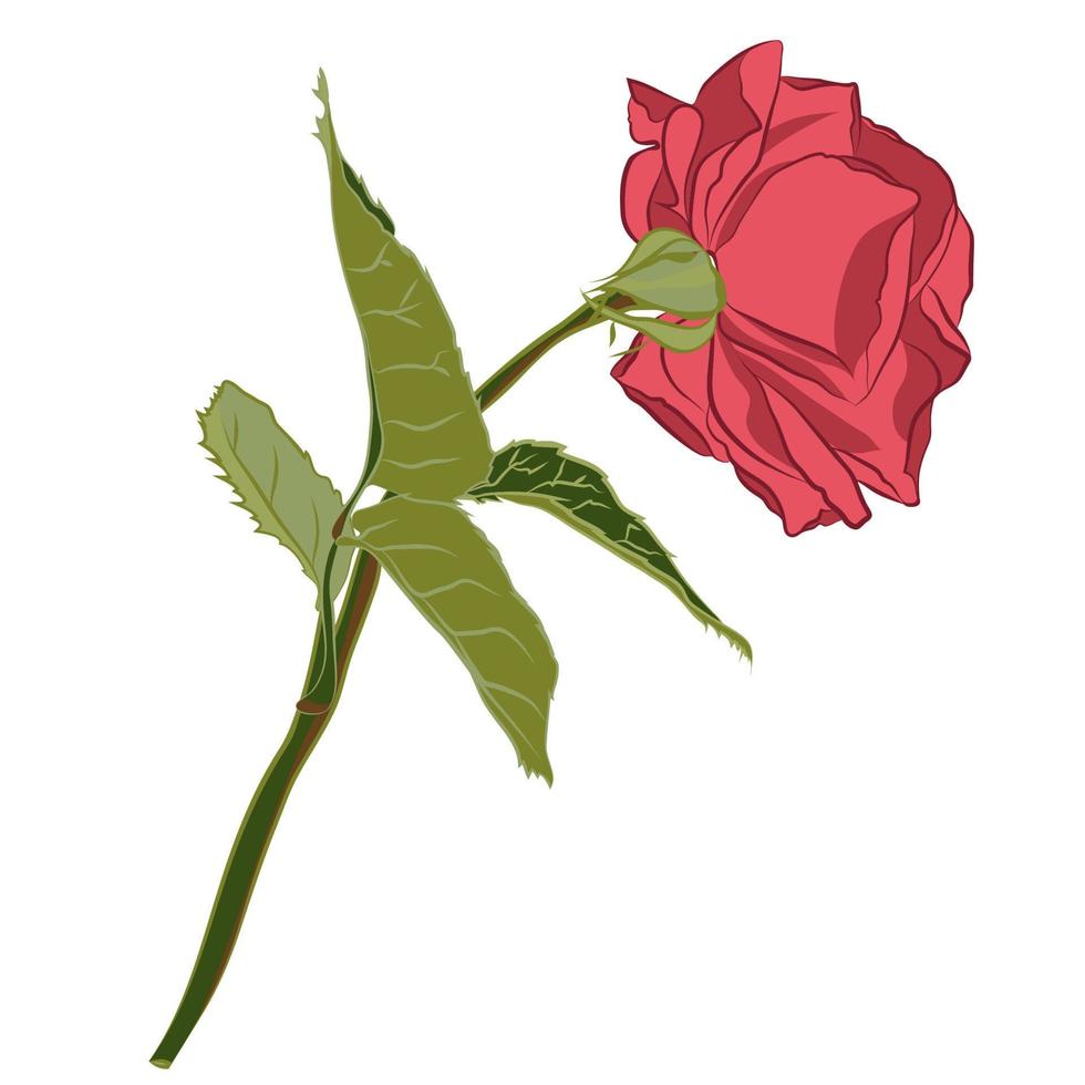 hermosa rama de rosa rosa, aislada sobre fondo blanco. silueta de flor botánica. estilización plana color vintage vector