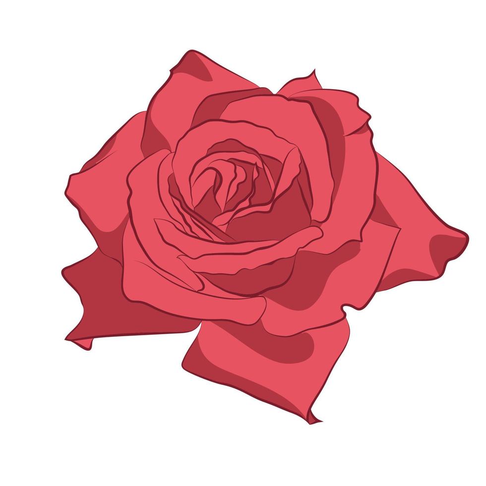 hermosa rosa rosa, aislada sobre fondo blanco. silueta botánica de flor. estilización plana color vintage vector