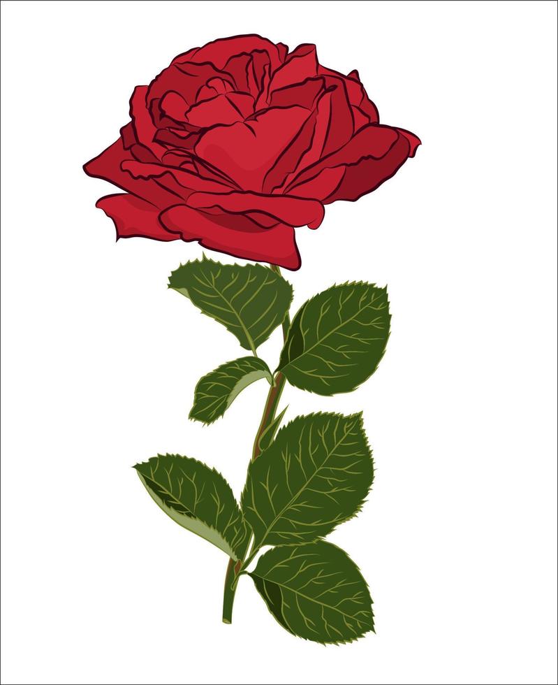 Beautiful red rose bouquet, isolated on white background. Botanical silhouette of flower. Flat stylization color vector
