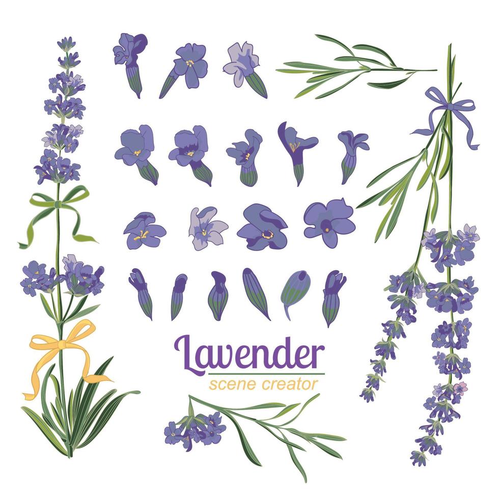 flor de lavanda sobre fondo blanco. Ilustración de vector vintage colorido