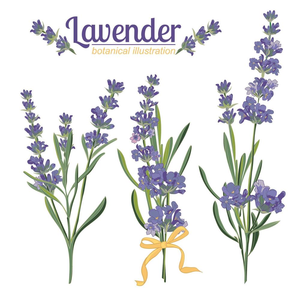 Lavender flower on white background. Colorful vintage vector illustration