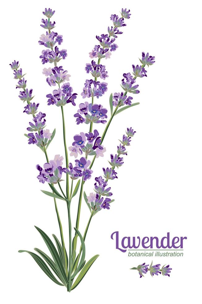 Lavender flowers elements. Botanical illustration. vector