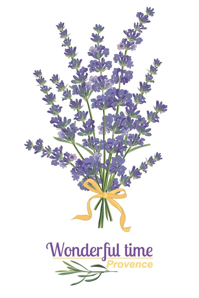 flor de lavanda sobre fondo blanco. Ilustración de vector vintage colorido