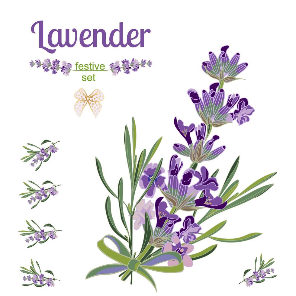 establecer borde festivo y elementos con flores de lavanda para tarjeta de felicitación. ilustración botánica. vector