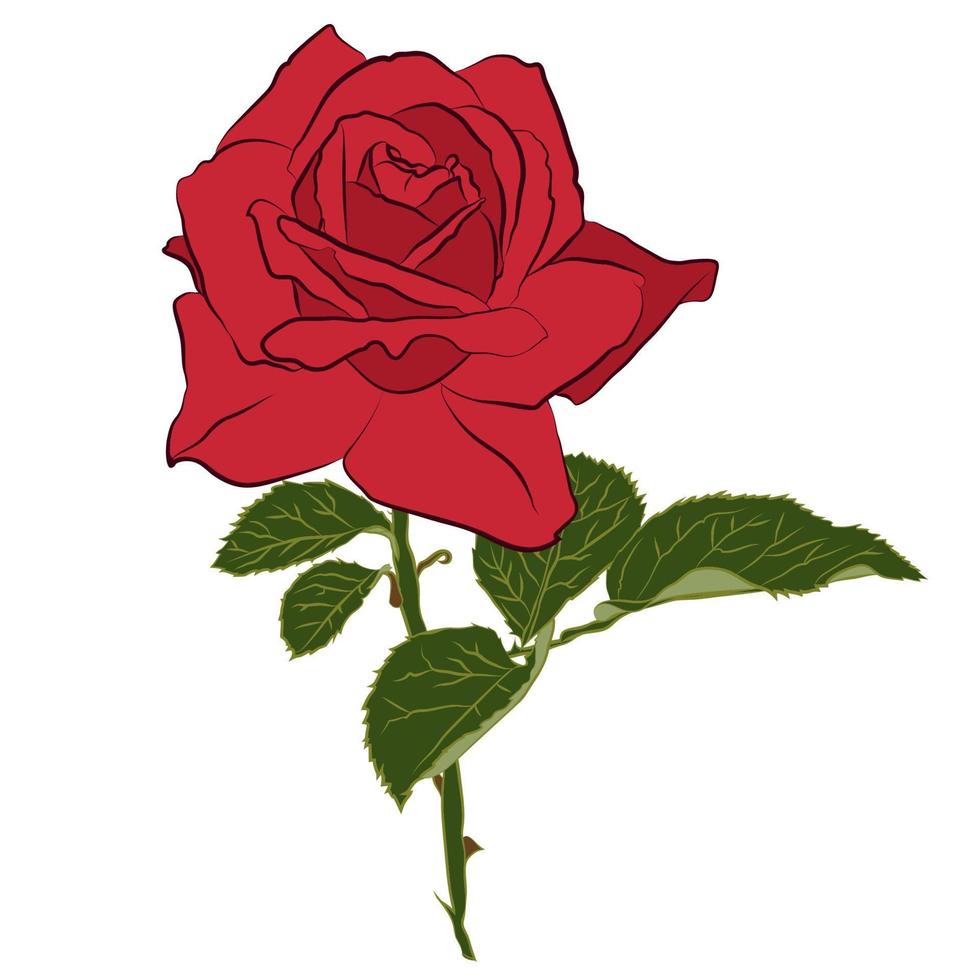 hermosa rosa roja, aislada sobre fondo blanco. silueta botánica de flor. color de estilización plana vector