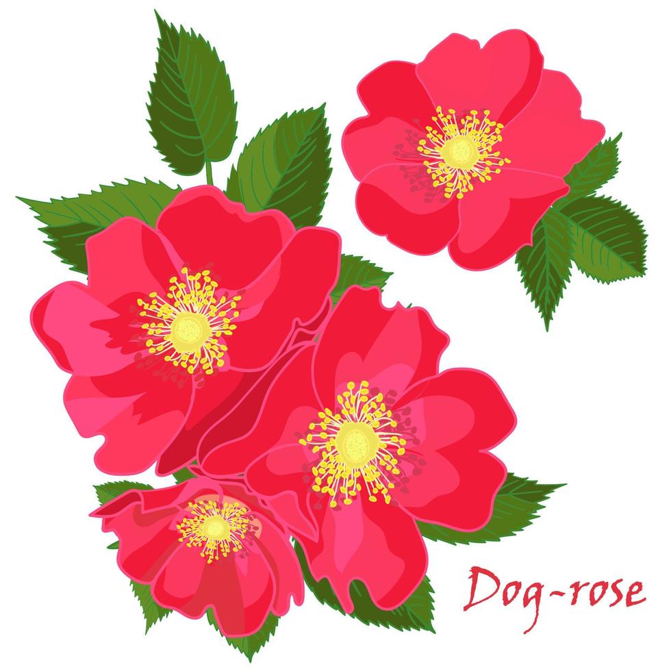 Set red flowers of dog-rose with leaves in realistic hand-drawn style vector