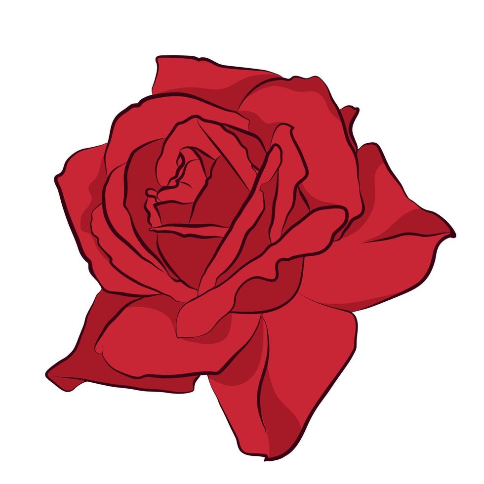 hermosa rosa roja, aislada sobre fondo blanco. silueta botánica de flor. color de estilización plana vector