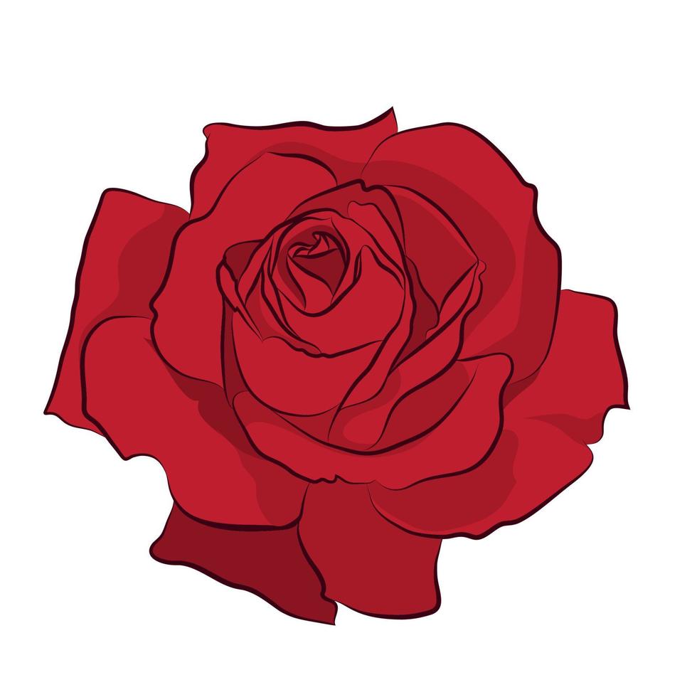 Beautiful red rose, isolated on white background. Botanical silhouette of flower. Flat stylization color vector