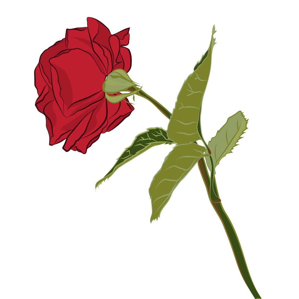 hermosa rosa roja, aislada sobre fondo blanco. silueta botánica de flor. color de estilización plana vector