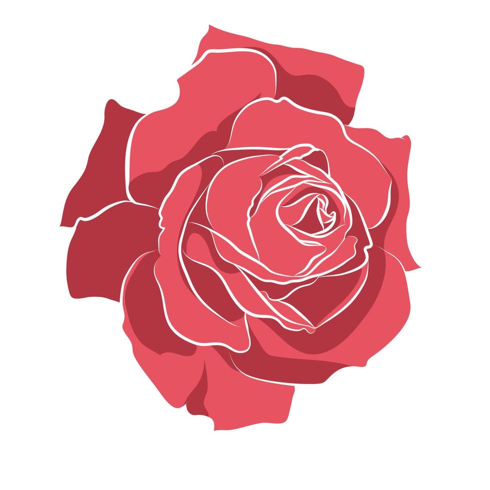 hermosa rosa de galería dibujada a mano, aislada en fondo blanco. silueta botánica de la flor vector