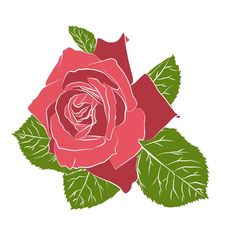 hermosa rosa de galería dibujada a mano, aislada en fondo blanco. silueta botánica de la flor vector