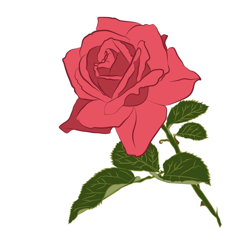 hermosa rama de rosa rosa, aislada sobre fondo blanco. silueta de flor botánica. estilización plana color vintage vector