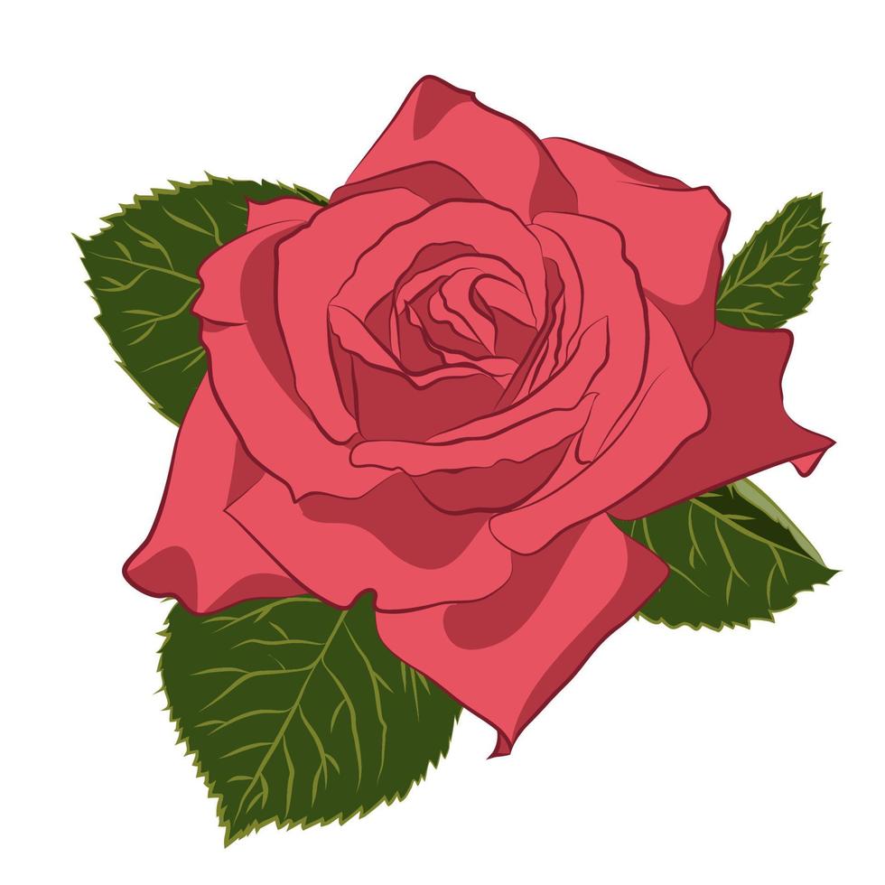 hermosa rosa rosa, aislada sobre fondo blanco. silueta botánica de flor. estilización plana color vintage vector