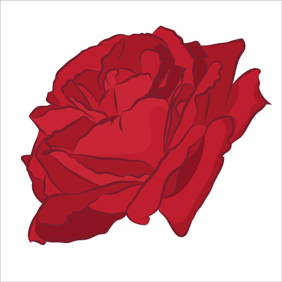 Beautiful red rose, isolated on white background. Botanical silhouette of flower. Flat stylization color vector