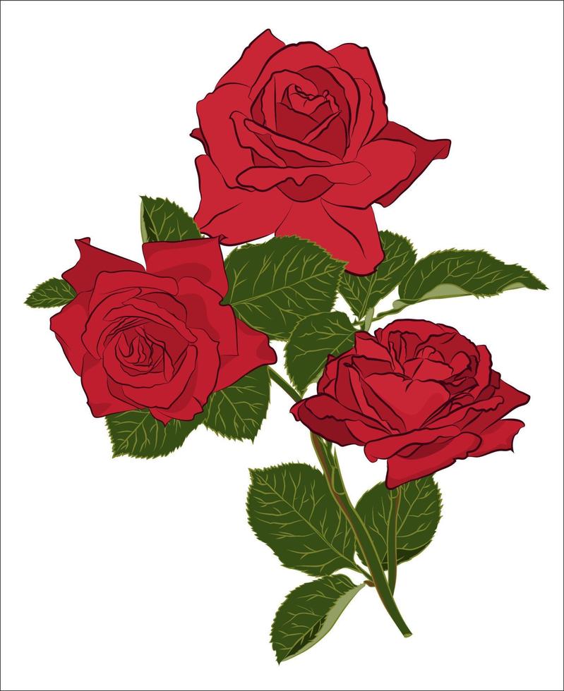 Beautiful red rose bouquet, isolated on white background. Botanical silhouette of flower. Flat stylization color vector