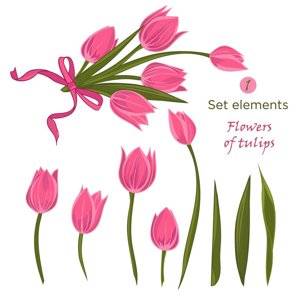 Set of hand-drawn elements for bouquet of pink tulips vector