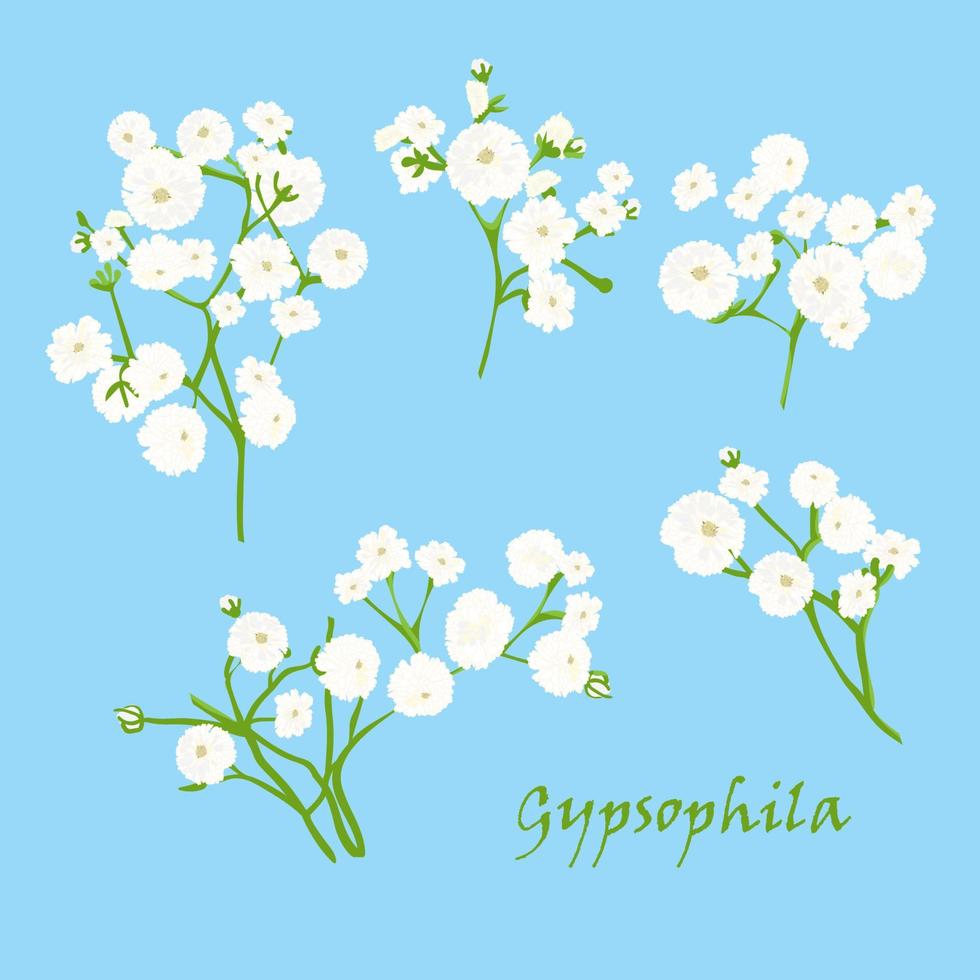 Set of branch beautiful hand-drawn white gypsophila, on blue background vector