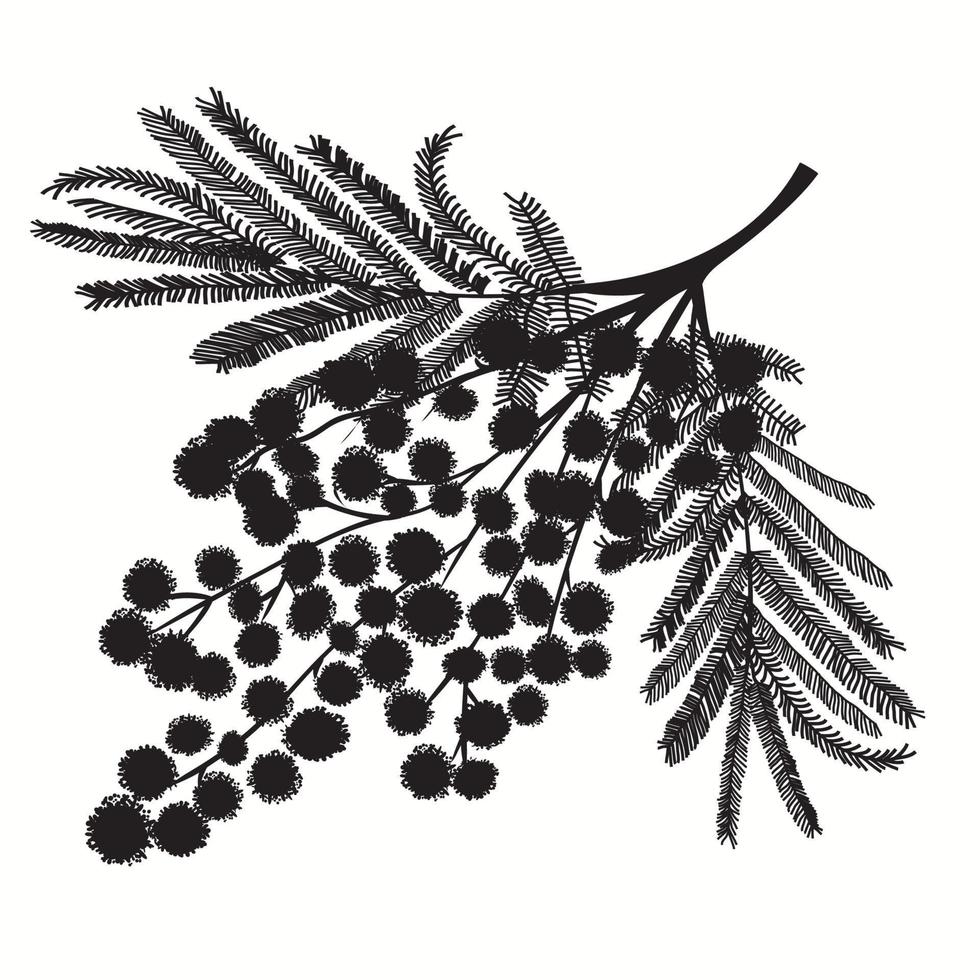 rama de mimosa dibujada a mano. silueta negra sobre fondo blanco vector