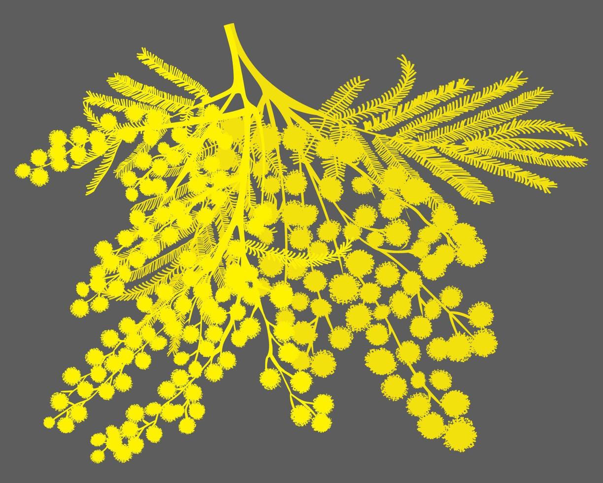 Hand-drawn branch of mimosa. Yellow silhouette on gray background vector