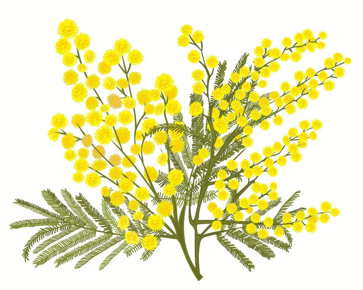 Hand-drawn branch of mimosa isolated on white background vector