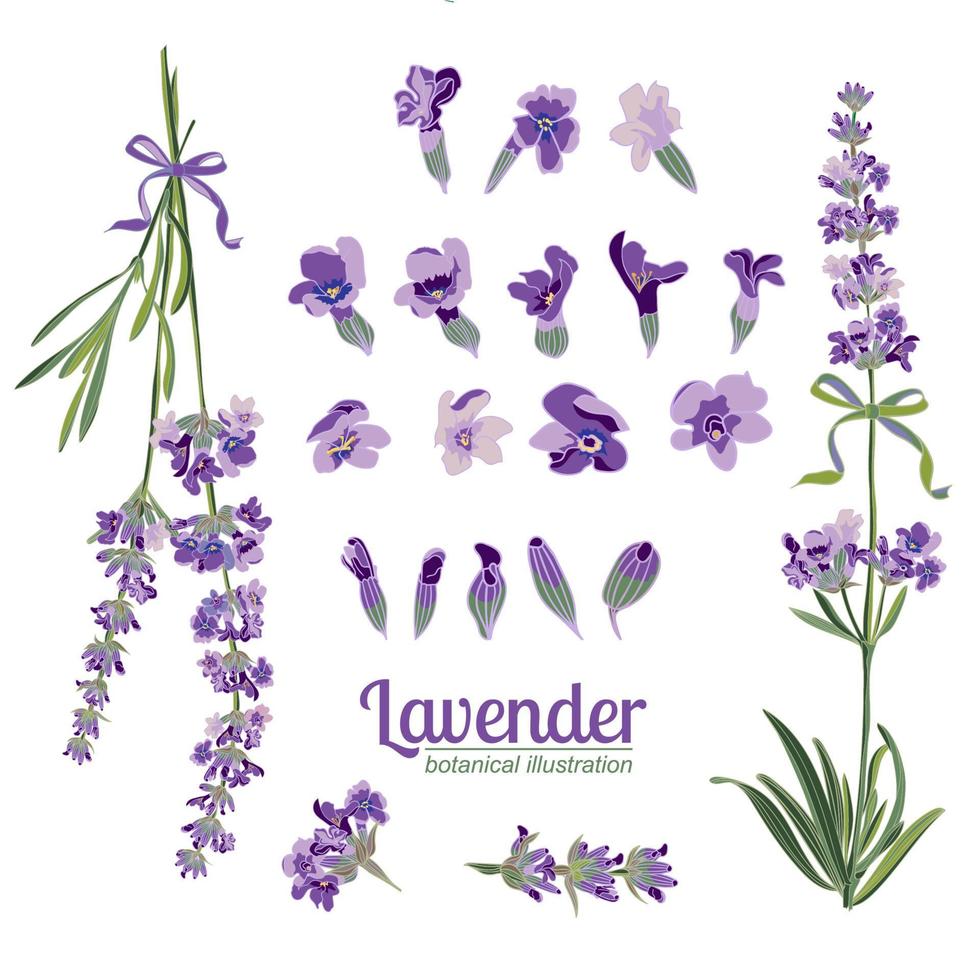 establecer elementos de flores de lavanda. ilustración botánica. vector