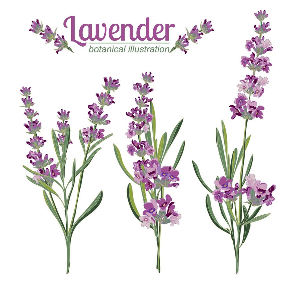 Lavender flower on white background. Colorful vintage vector illustration