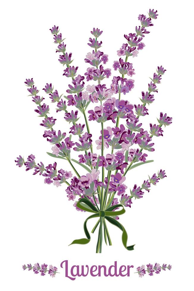 Lavender flower on white background. Colorful vintage vector illustration