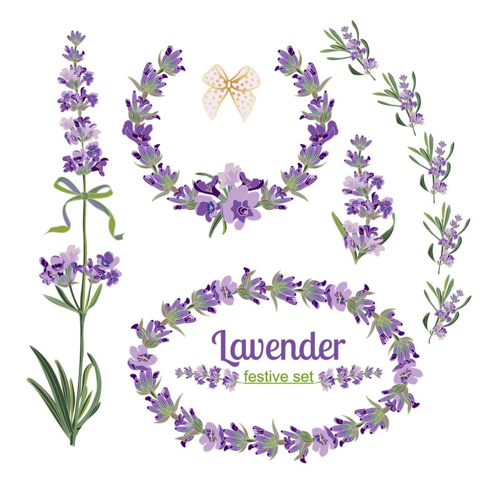 establecer marcos festivos y elementos con flores de lavanda para tarjetas de felicitación. ilustración botánica. vector