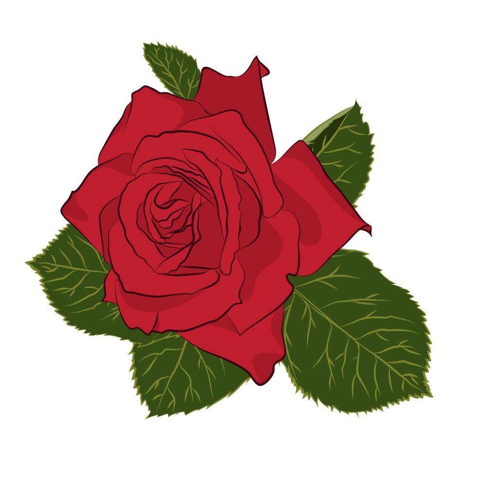 Beautiful red rose, isolated on white background. Botanical silhouette of flower. Flat stylization color vector