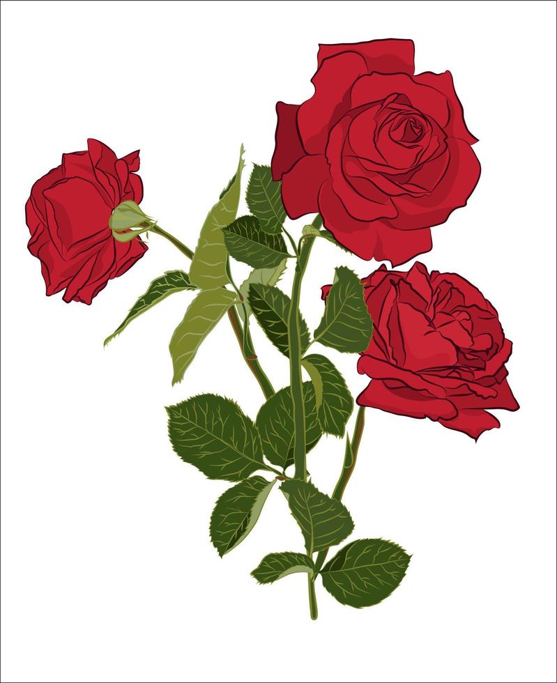 Beautiful red rose bouquet, isolated on white background. Botanical silhouette of flower. Flat stylization color vector