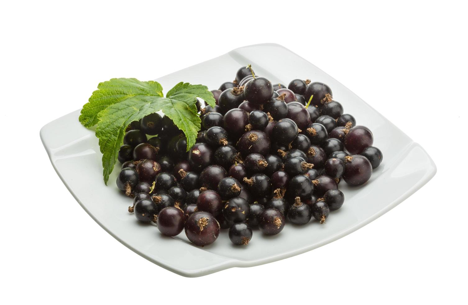 Black currant on white photo