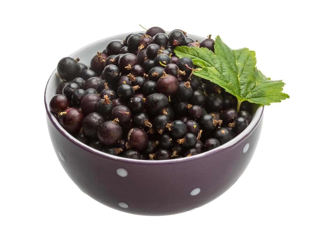 Black currant on white photo