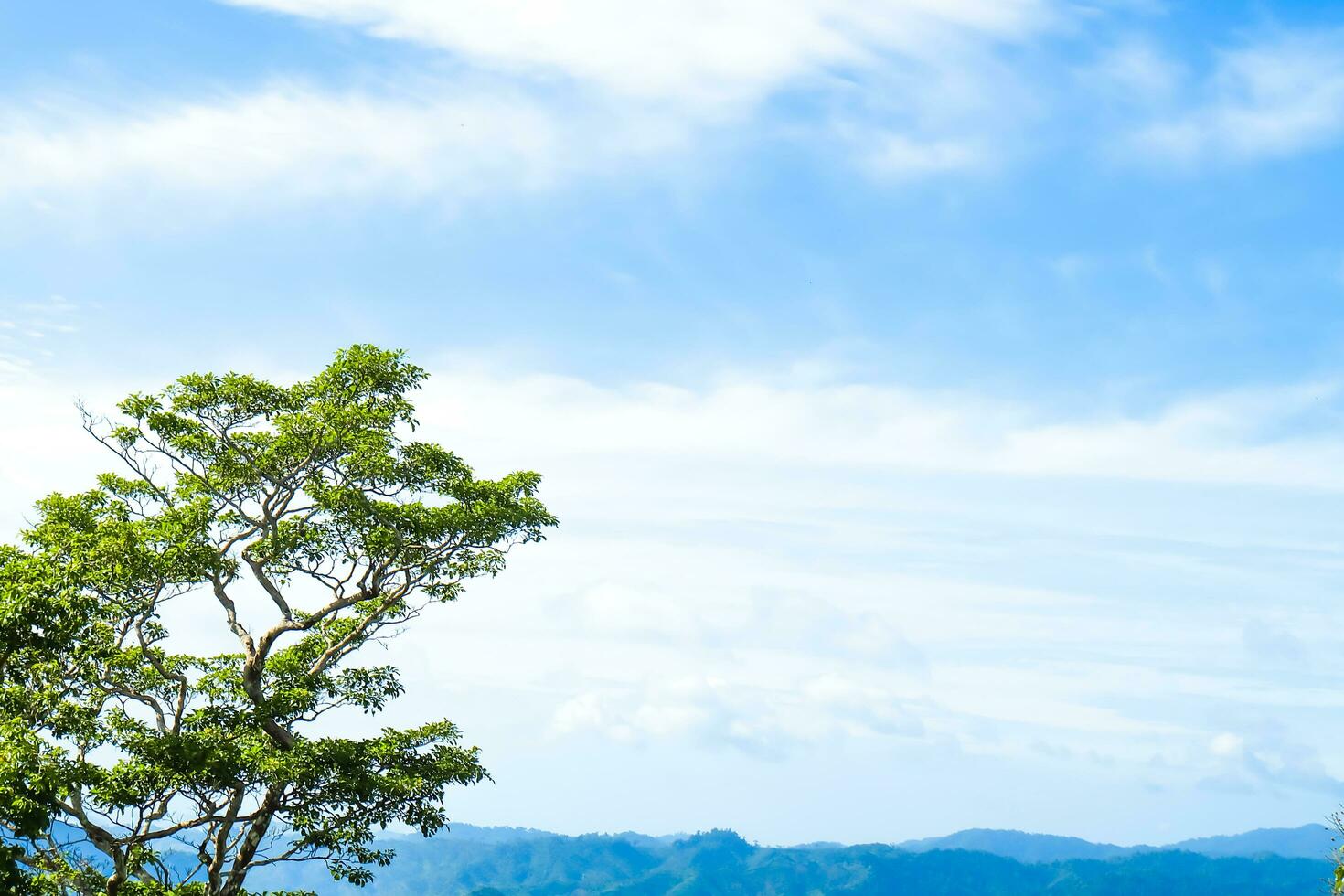 Green tree and mountains on blue sky with cloud background photo