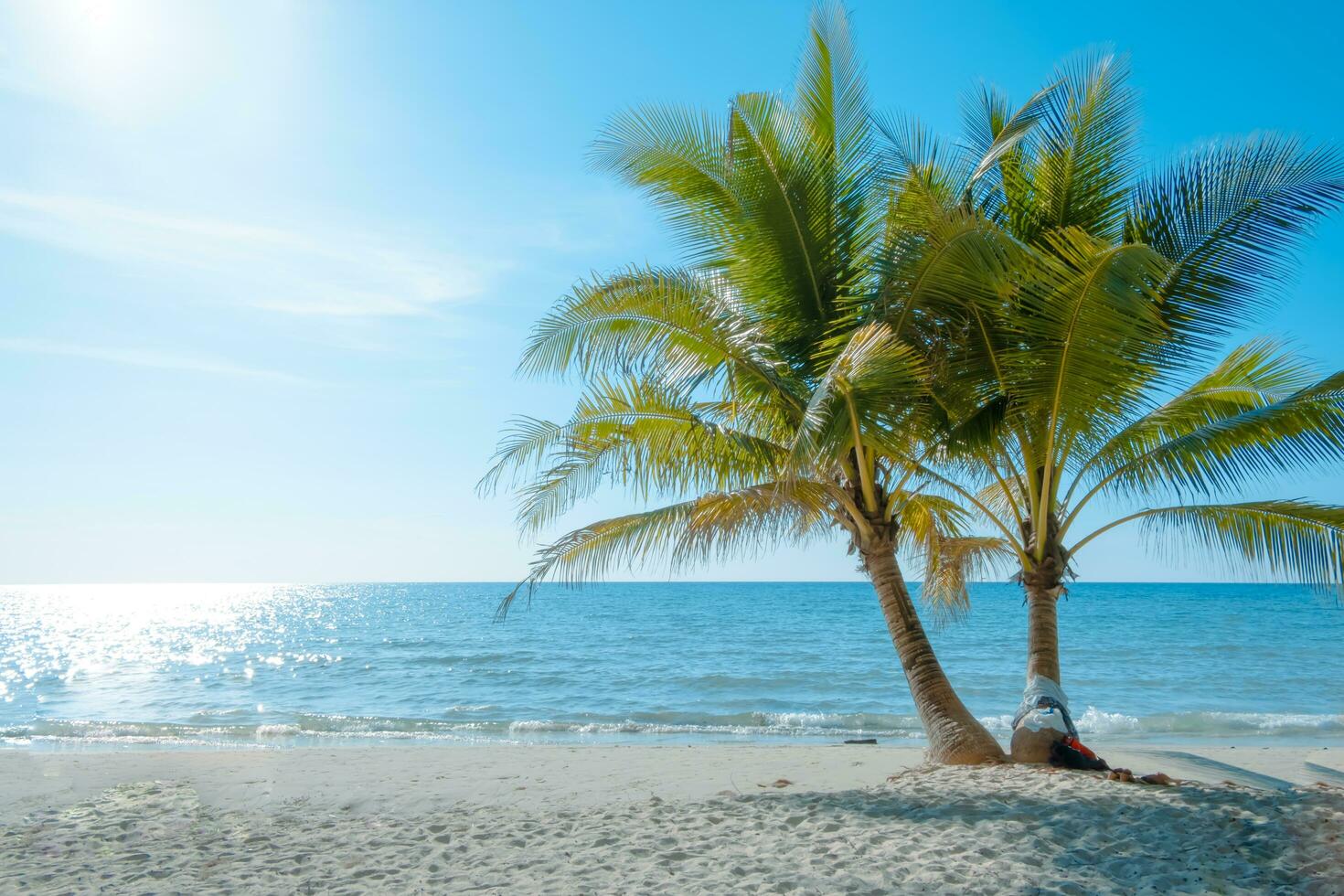 Palm tree on the tropical beach,with a beautiful  sea view on blue sky nature background photo