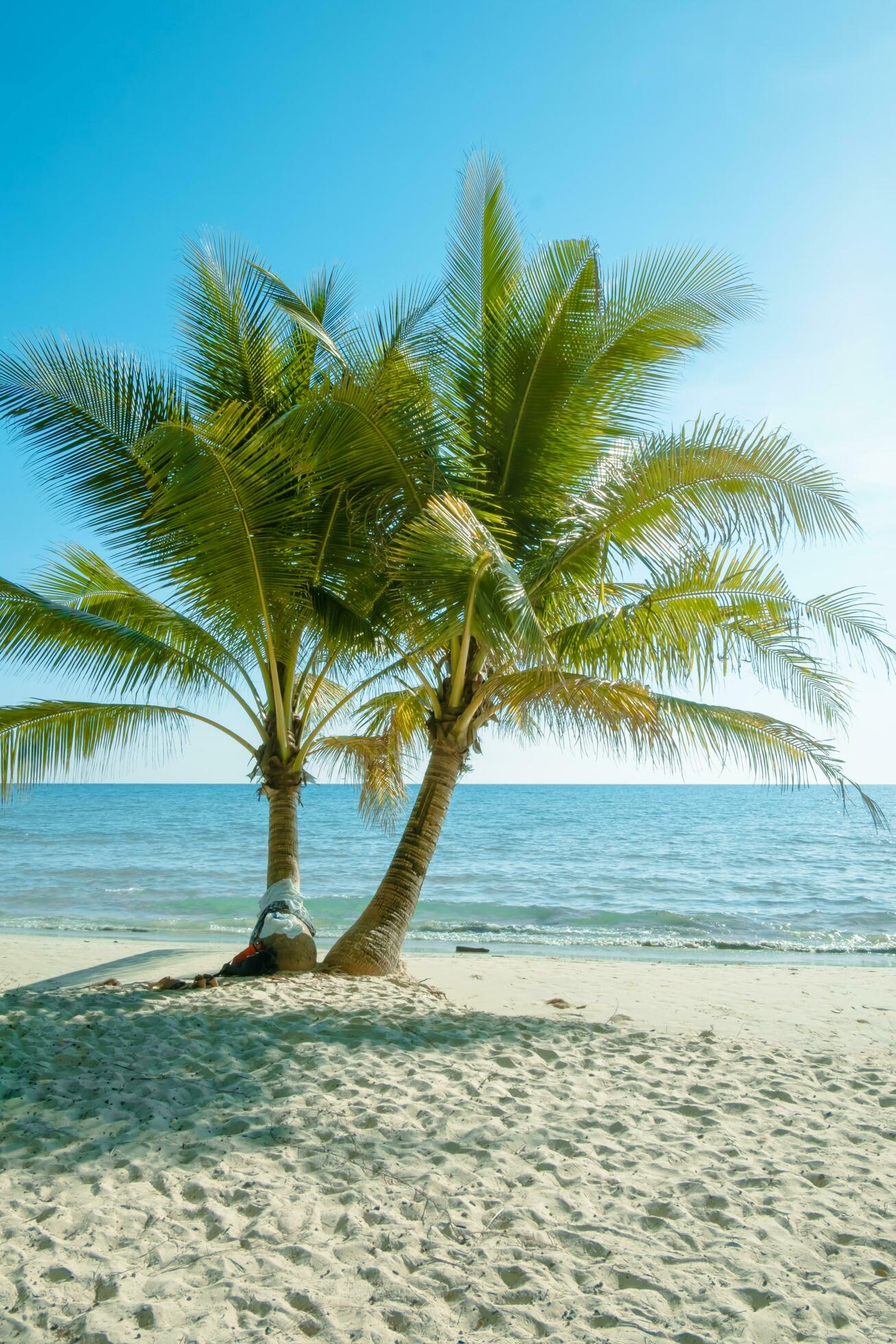 Palm tree on the tropical beach,with a beautiful sea view on blue sky