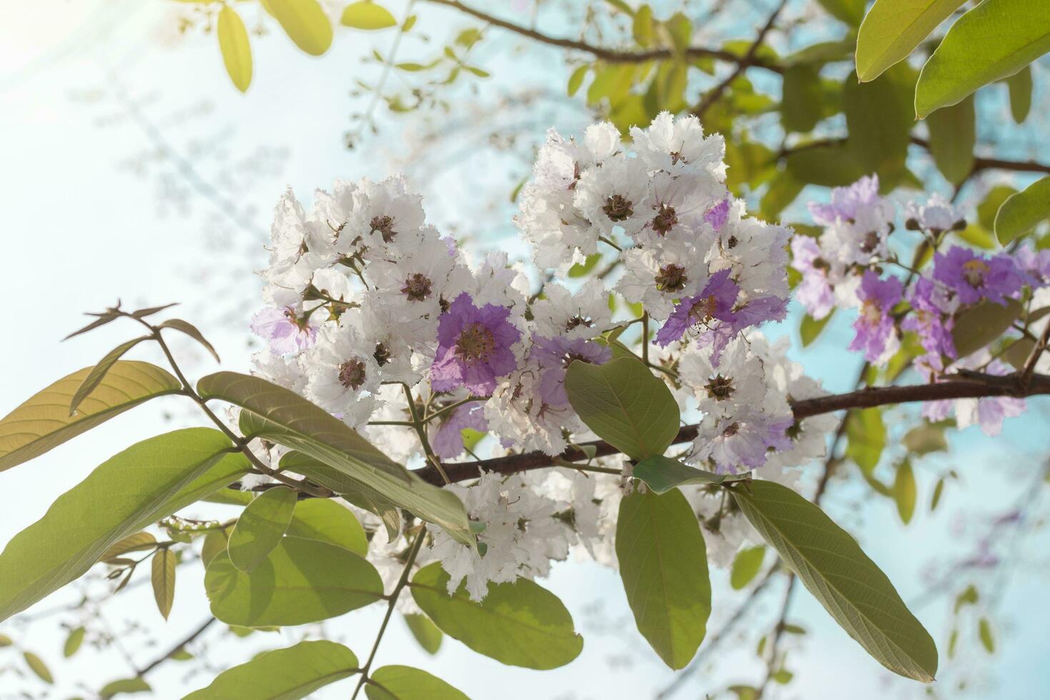 Beautiful Purple and white flower of Bungor or Lagerstroemia calyculata Kurz on tree with sunlight on blue sky background. photo