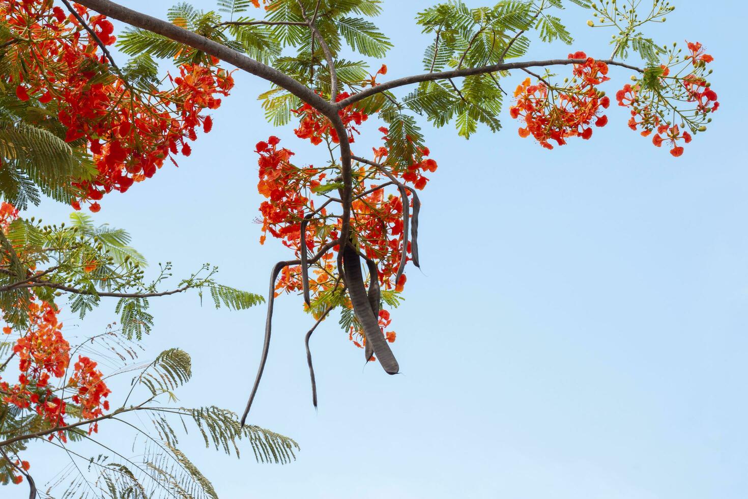 Orange Flam-boyant, The Flame Tree,  Royal Poinciana, Barbados Pride, Dwarf poinciana, Flower fence, Paradise Flower, Peacock's crest or Pride bloom with pods in the garden on blue sky background. photo