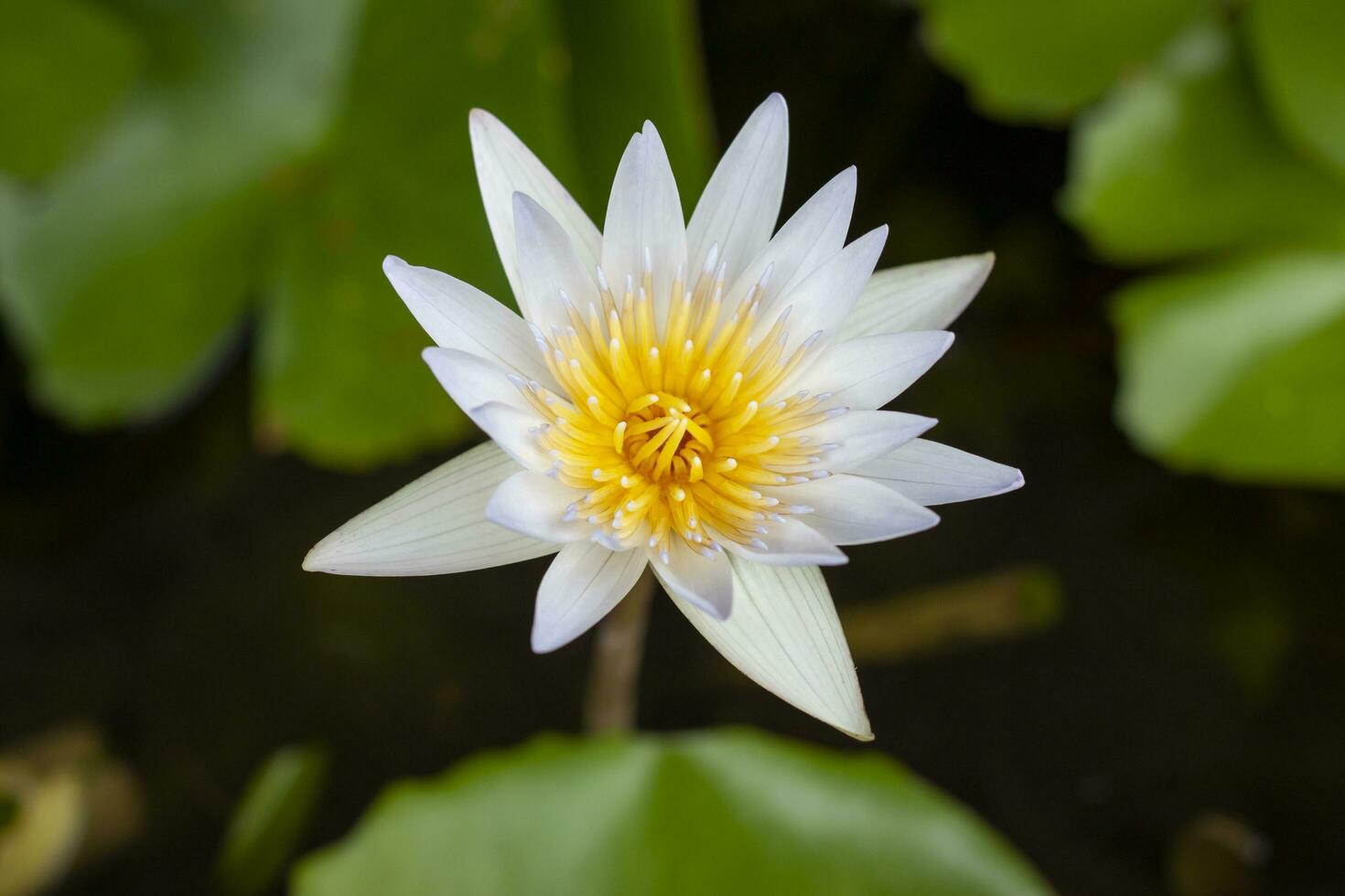 White lotus or water lily flower blooming in the pond on blur nature background. photo