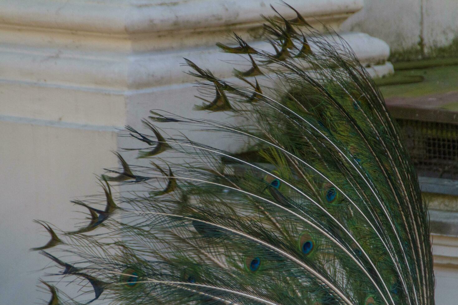 beautiful peacock view photo