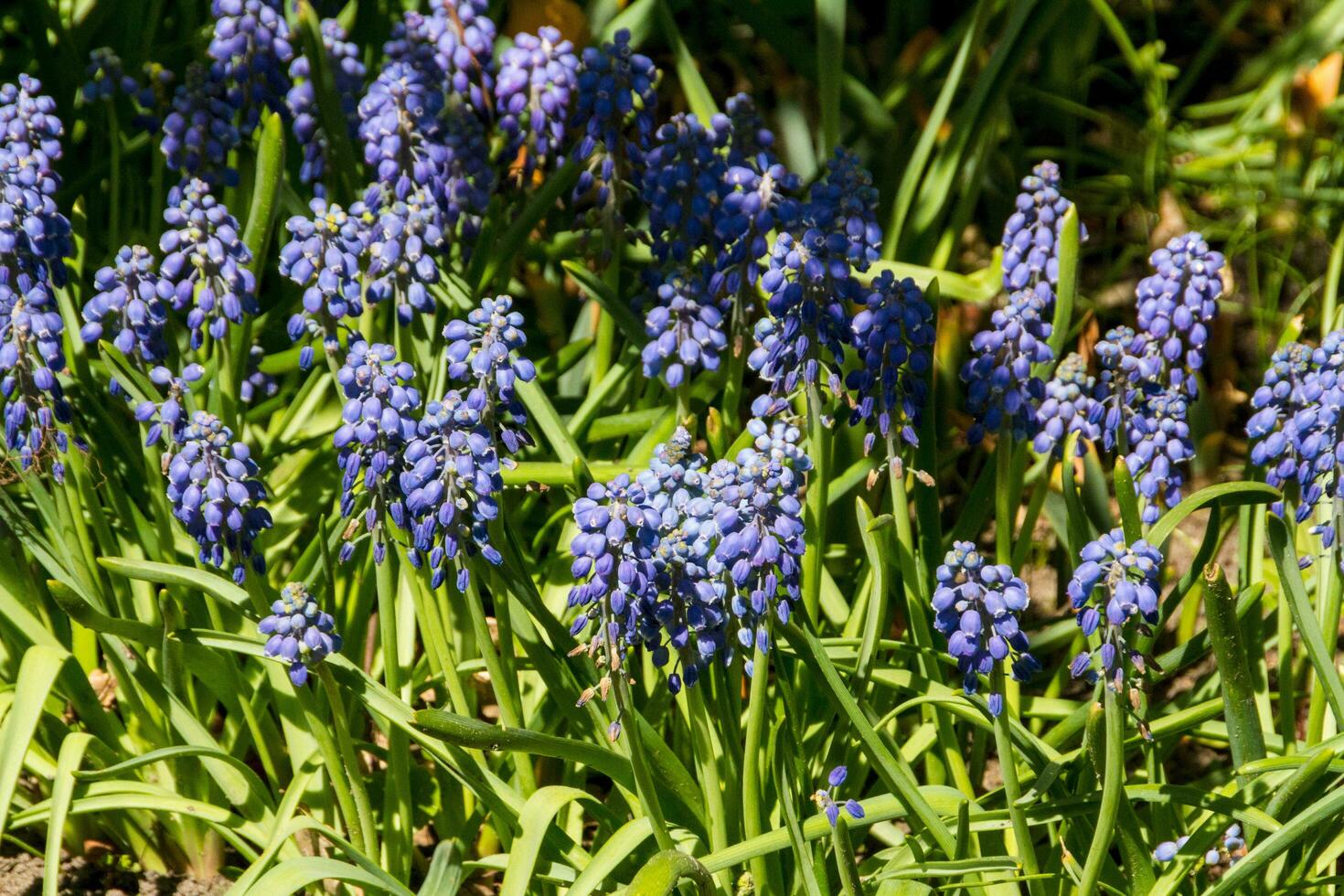 First blue Springs flowers Muscari photo