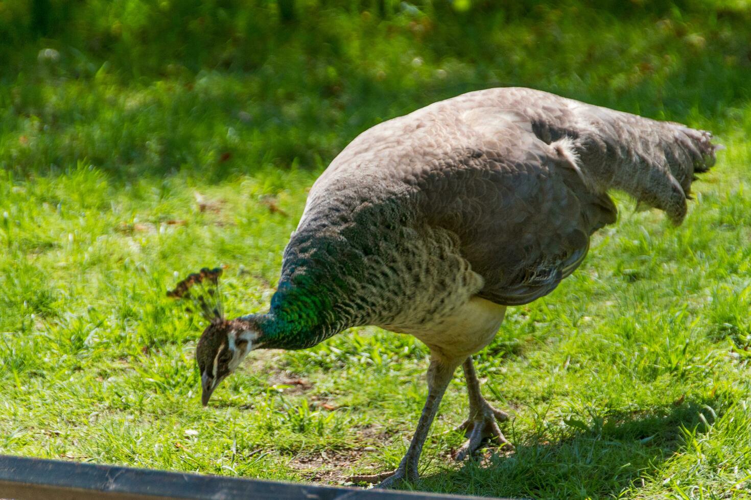 beautiful peacock view photo