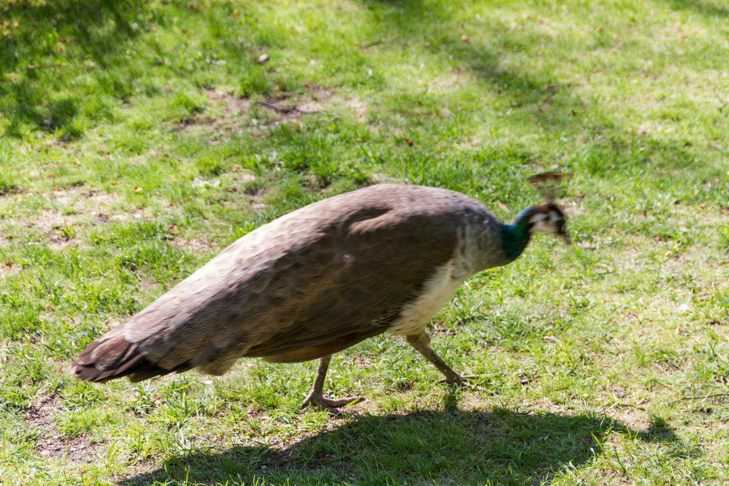 beautiful peacock view photo